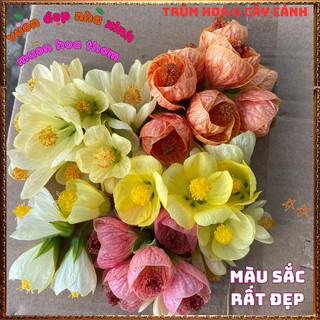 Chậu Hoa Lồng Đèn Vàng Kem Lụa Dịu Nhẹ Râm Bụt Treo Đáng Yêu Dễ Trồng️📬Làng Hoa Sa Đéc