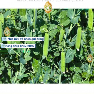 Hạt giống Đậu Hà Lan siêu quả，Bao bì gốc20gram，k032