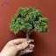 HFTOY 1 Cái DIY Cây Ăn Quả Thu Nhỏ Trang Trí Cảnh Quan Thu Nhỏ Cát Bàn Xây Dựng Mô Hình Thực Tế Trang Trí Cây Quả ~