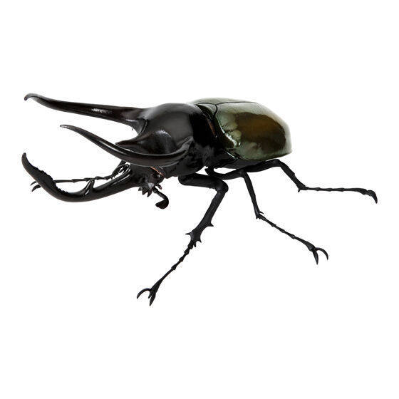 [BTF] Hàng có sẵn BANDAI Capsule Toy Sách minh họa sinh học 10 Beetle Big Pocket Worm Mô phỏng côn trùng Đồ trang trí WW4N