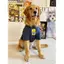 【Ready Stock】 Cute Large Dog Dog Dog Clothes Summer Labrador Golden Retriever Samoyed T-shirt Pet Big Dog Clothes Tide C4JV