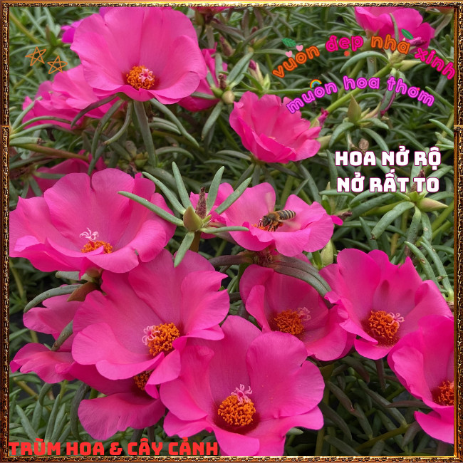 Cành Hoa Mười Giờ Mỹ Đơn Màu ĐỎ HỒNG Bông Rất To Siêu Đẹp Nở Mỗi Ngày️📩Hoa Mười Giờ Bonsai & Phụ Kiện