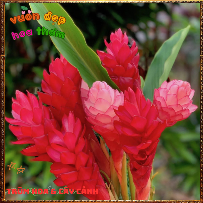 Chậu Hoa HẠNH PHÚC - GỪNG CẢNH đẹp rực rỡ mang thịnh vượng dễ trồng ️📩 Hoa Mười Giờ Bonsai & Phụ Kiện