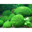 ( 100gram rêu minifiss hàng vò dùng ươm trồng trong bể cá thủy sinh ,làm nên hồ cá giá rẻ )
