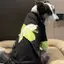 【Ready Stock】 Border Collie Clothes Summer Thin Fake Two-Piece Clothes Medium Large Dog Anti-Lint Clothes Big Dog Golden Retriever Clothes Summer s5j8
