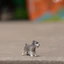Đức Sile Nhựa Nguyên Chất Mini Schnauzer Mẫu 13892 Chó Trẻ Em Nhận Thức Khai Sáng Bánh Sinh Nhật