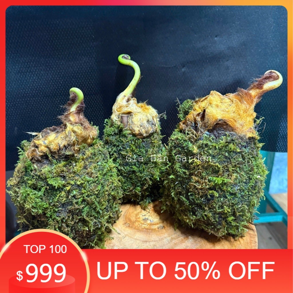 ( AAA CỦ DƯƠNG XỈ CULI LÔNG VÀNG KOKEDAMA )