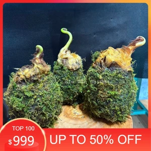 ( AAA CỦ DƯƠNG XỈ CULI LÔNG VÀNG KOKEDAMA )