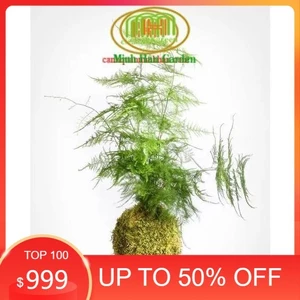 ( . Quả cầu rêu kokedama trồng cây mang phong cách nhật bản kết nối với núi rừng dù đang sống ở phố thị . )