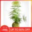 ( . Quả cầu rêu kokedama trồng cây mang phong cách nhật bản kết nối với núi rừng dù đang sống ở phố thị . )