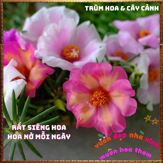 Cành Hoa Mười Giờ Mỹ Đơn HỒNG CAM Rất To Mập Khỏe Nở Rộ Mỗi Ngày 🍟 Yêu Nhà Yêu Hoa