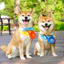 Chó Dễ Thương Khăn Buộc Khăn Nhỏ Shiba Inu Nước Bọt Khăn Tam Giác Khăn Phụ Kiện Khăn Có Thể Điều Chỉnh Khăn