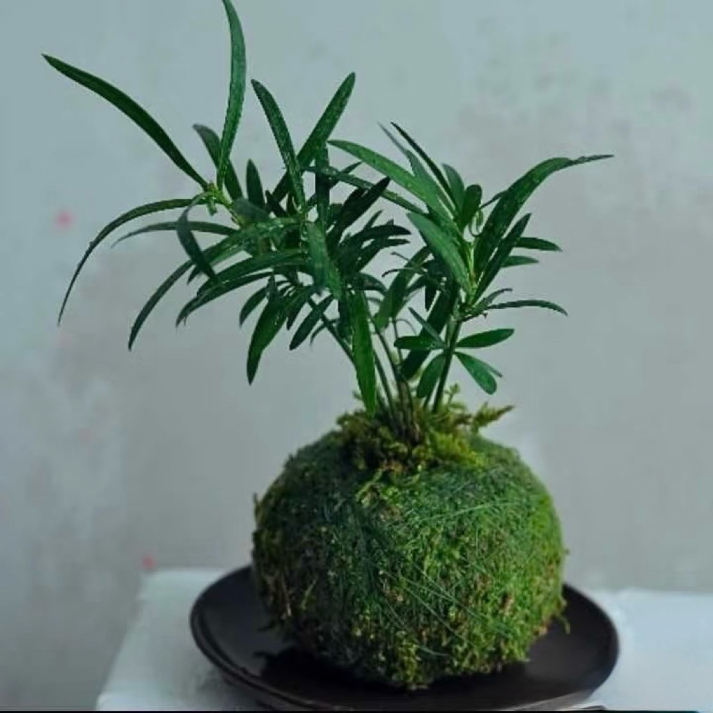 ( quả cầu rêu kokedama trồng thay chậu (hàng thủ công) )