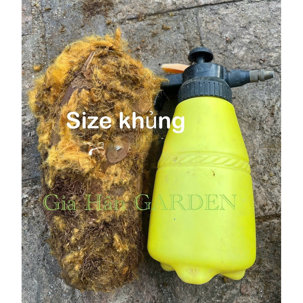 (củ giống dương xỉ culi chuẩn lông vàng , trồng trực tiếp trong nhà , derco siêu đẹp ...