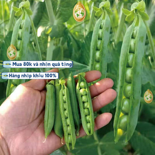 Hạt giống Đậu Hà Lan siêu quả，Bao bì gốc20gram，k032