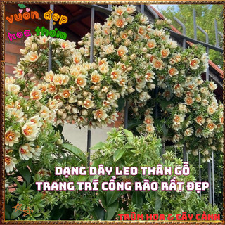 Chậu Cây Chanh Nho Ăn Được Hoa, Lá, Trái Dễ Trồng Bông Siêu Đẹp ️📬 Làng Hoa Sa Đéc