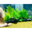 ( AA A Dương xỉ châu phi lá nho trang trí hồ thuỷ sinh )