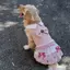 【Ready Stock】 Golden Retriever Dog Cute Dress Clothes 2026 Pet Large, Medium and Small Dogs New Samoyed Labrador Skirt BiSK