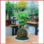 ( . Quả cầu rêu kokedama trồng cây mang phong cách nhật bản kết nối với núi rừng dù đang sống ở phố thị . )