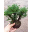 ( 10 cây trường sinh thảo trồng bán cạn ,trang trí tiểu cảnh, hòn non bộ,chậu để bàn làm việc...vv )
