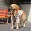 【Ready Stock】 Dog Floral Shirt Summer Thin Golden Retriever Labrador Sun Protection Border Collie Air Conditioning Clothes Big Dog Clothes Shirt Kwvl
