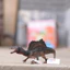 Đức Sile Nhựa rắn Spinosaurus Khủng long kỷ Jura Mô hình đồ chơi Mô hình trẻ em Công nhận khoa học phổ biến