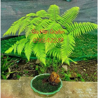 ## (củ dương xỉ culi lông vàng size siêu  khủng)