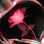 Stay Glowing Acrylic Heart Móc khóa Thiết kế hoa hồng lãng mạn Mặt dây chuyền hoàn hảo