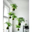 ( quả cầu kokedama đủ kích thước( làm từ rêu tự nhiên hàng làm thủ công) )