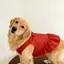 【Ready Stock】 Pet Dog Clothes Red Background and Polka Dots Bowknot Super Cute Sweet Vest Dress Golden Retriever Samoyed Spring and Summer Large Dog usDx
