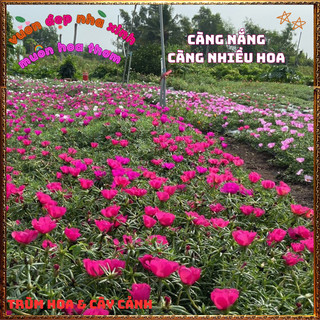 Cành Hoa Mười Giờ Mỹ Đơn ĐỎ HỒNG Bông Rất To Đẹp Dễ Trồng Nở Rộ Mỗi Ngày 📙 VƯỜN HOA CỔ TÍCH