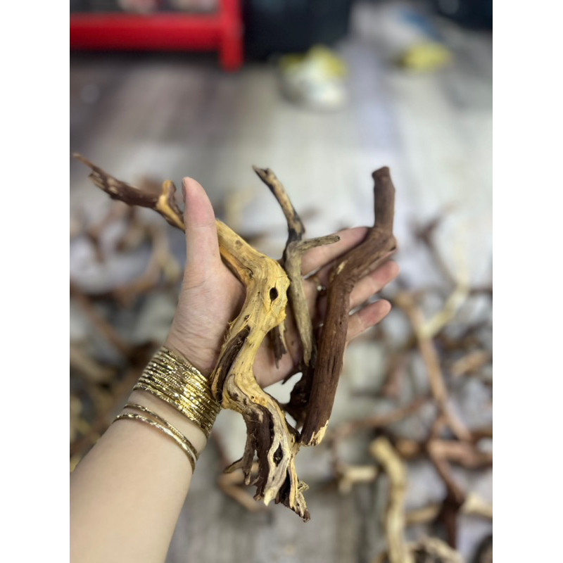 LŨA SA TÙNG NHÁNH NHỎ GỌN TRANG TRI HỒ NUÔI ỐC MƯƠN HỒN ...