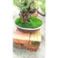 1 cân rêu xanh tự nhiên loại vip, dùng để trang trí chậu cảnh,hòn non bộ,chậu bonsai,tiểu cảnh ...