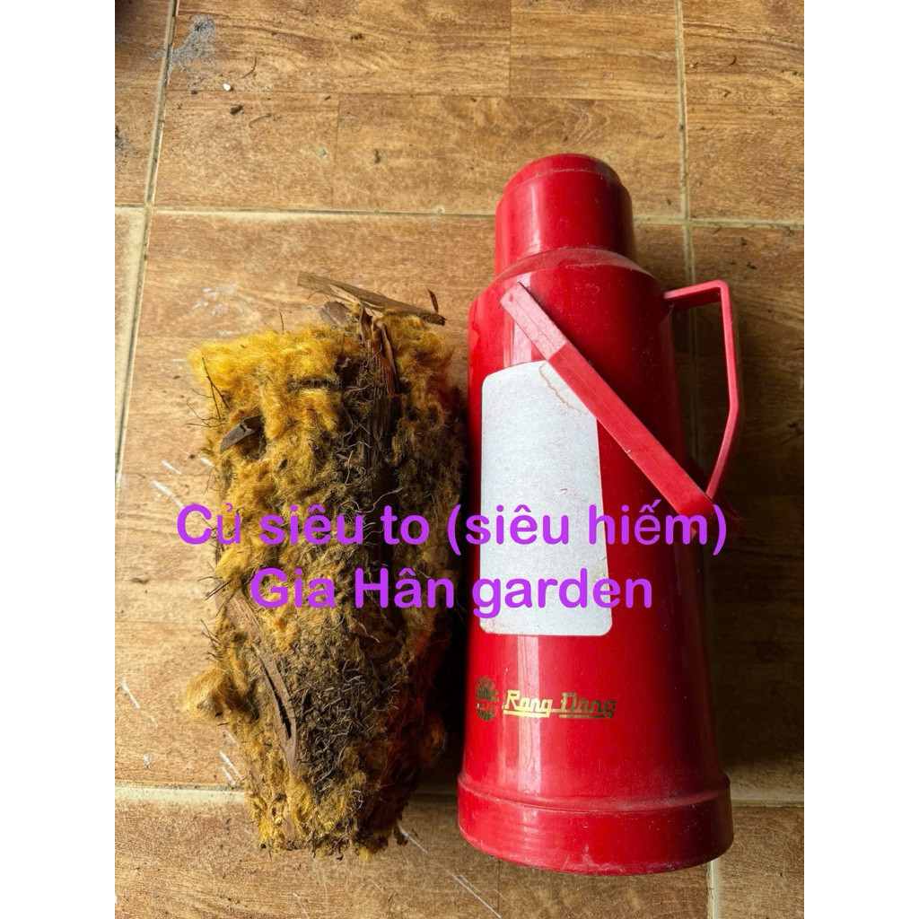 (củ giống dương xỉ culi chuẩn lông vàng , trồng trực tiếp trong nhà , derco siêu đẹp ...