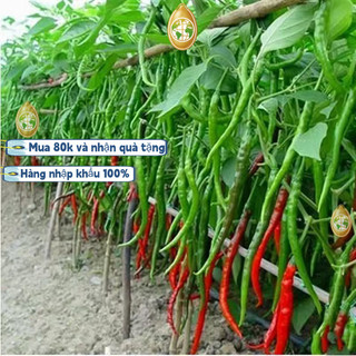 #Hạt_Giống_Ớt_Dài_Hàn_Quốc F1  năng suất cao thu hoạch sau 2 tháng，Bao bì gốc: 500 hạt, k028