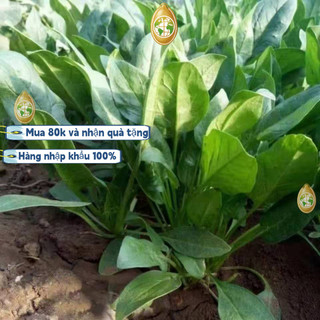 Bao bì gốc nhập khẩu - 600 Rau bina lá to - Hạt giống cải bó xôi nếp (rau bina, rau chân vịt)，k010