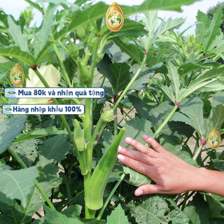 Hạt đậu bắp nhập khẩu từ Trung Quốc, khoảng 90 hạt/gói, giống lùn, năng suất cao, thích hợp trồng quanh năm, k008