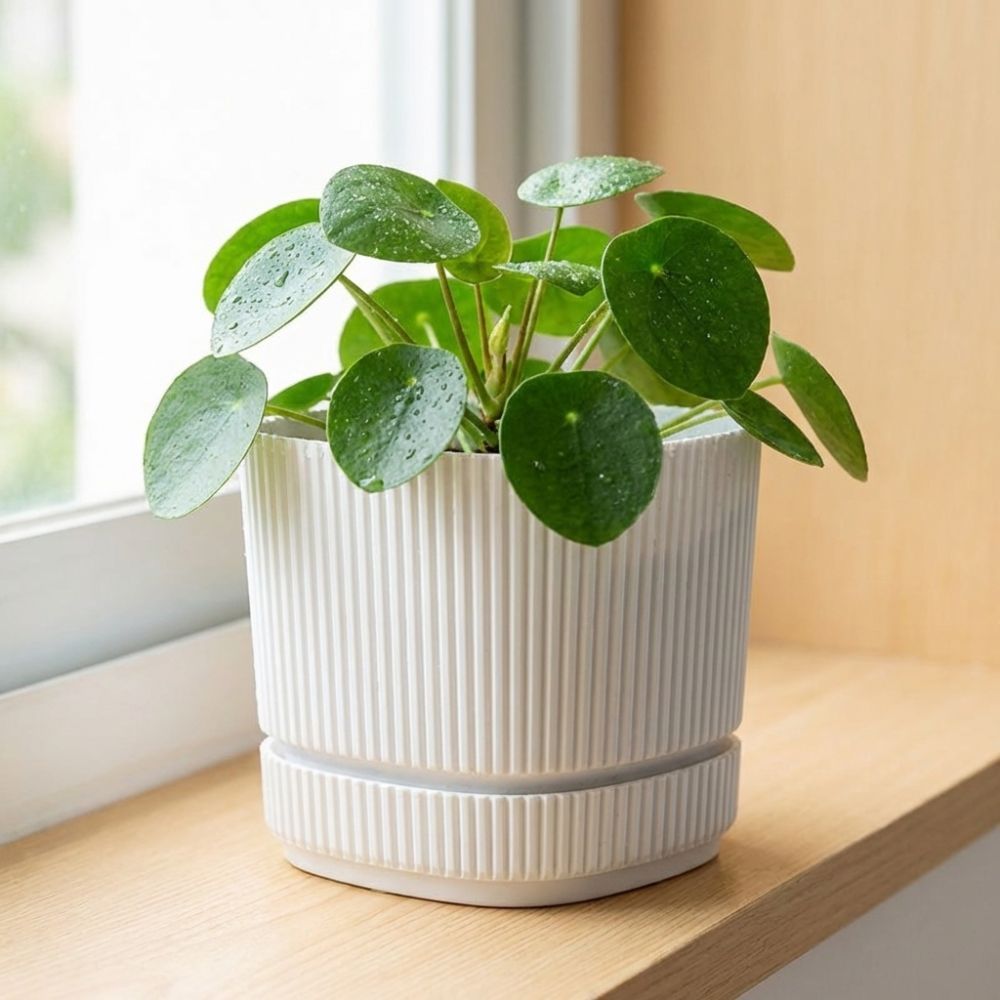 Chậu cây tự tưới DONOVANQQ nhựa hai lớp, thủy canh, bình để bàn, lỗ thoát nước, trang trí văn phòng, dung tích lớn