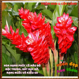 Chậu Hoa HẠNH PHÚC - GỪNG CẢNH đẹp rực rỡ mang thịnh vượng dễ trồng📒 BẢO HÀNH CÂY GIỐNG VÀ HOA CHUẨN
