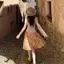 Váy xoay xuân-hè 2026 hoạ tiết hoa cam ngọt ngào với viền hoa lớn phiên bản playful