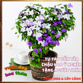 Chậu Hoa LÀI HAI MÀU NHÀI NHẬT Thơm Ngát Rực Rỡ Quanh Năm Dễ Trồng 📒 Siêu Thị Hoa Và Cây Giống