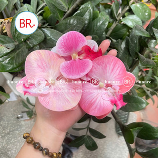 [Bán Sỉ] Set 10/20 Đầu Hoa Lan Hồ Điệp Trang Trí Tháp Bánh, Hộp Quà – Phụ Kiện Decor Hàn Quốc ANGIHOME