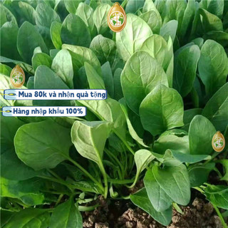 Bao bì gốc nhập khẩu - 600 Rau bina lá to - Hạt giống cải bó xôi nếp (rau bina, rau chân vịt)，k010