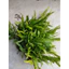 ( Dương xỉ Java Trident – Dạng lá ba chạc, mọc rậm, siêu đẹp cho hồ thủy sinh. )