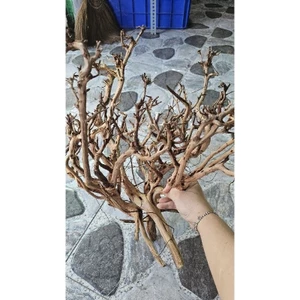 Lũa rể cây kim sa to cho hồ trên 50cm ...