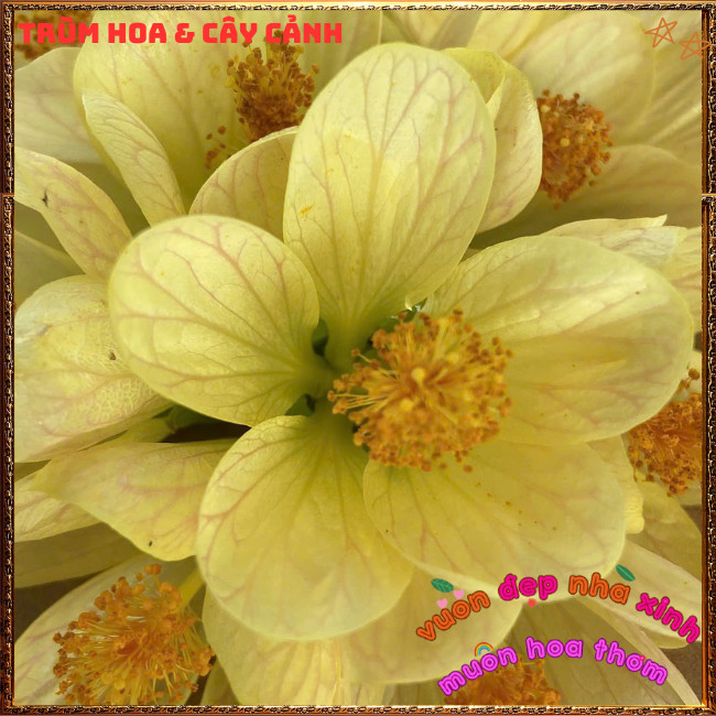 Chậu Hoa Lồng Đèn Vàng Kem Lụa Dịu Nhẹ Râm Bụt Treo Đáng Yêu Dễ Trồng️📩Hoa Mười Giờ Bonsai & Phụ Kiện