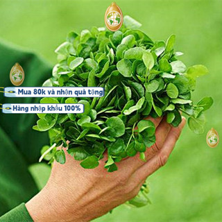 Hạt giống rau cải xoong, Xà lách xoong trồng cạn giàu dinh dưỡng，k016，Trung Quốc nhập khẩu
