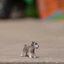 Đức Sile Nhựa Nguyên Chất Mini Schnauzer Mẫu 13892 Chó Trẻ Em Nhận Thức Khai Sáng Bánh Sinh Nhật