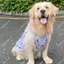 【Ready Stock】 Pet Dog New Skirt Gray Puppy Clothes Cute Large, Medium and Small Dogs Golden Retriever Automobiles Curtain Pull Decoration Shooting x4VE