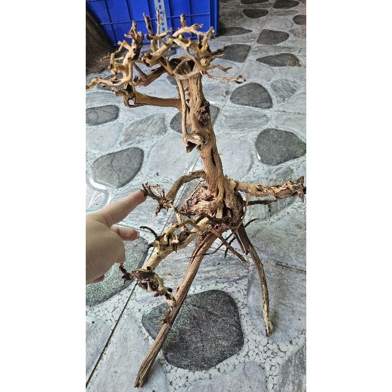Lũa rể cây kim sa to cho hồ trên 50cm ...
